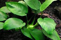 Anubias nana bonsai Thumbnail