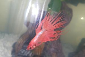 betta fish Thumbnail