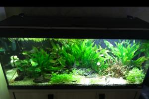 My Aquarium on Aug 8, 2018