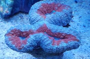 Lobophyllia Thumbnail