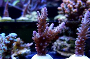 Acropora tumida