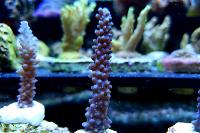 Acropora Formosa Thumbnail