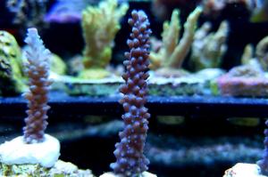 Acropora Formosa Thumbnail