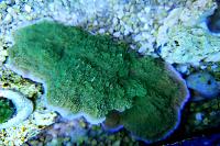 Montipora sp Thumbnail