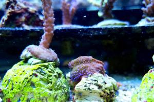 Montipora danae rainbow