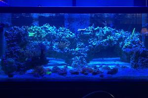 180 Gallon Display Thumbnail