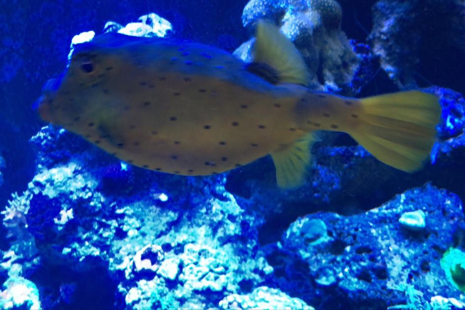 Cubicus Boxfish / Ostracion cubicus 29