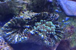 Frogspawn Coral - Branched Thumbnail