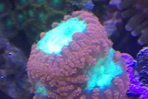 Blastomussa Coral Thumbnail