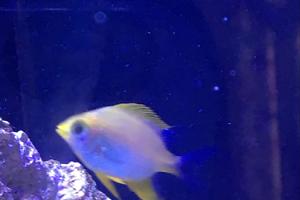 Lemon Chromis Thumbnail