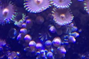 Bulb Anemone Thumbnail