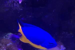 Blue and Gold Damselfish Thumbnail