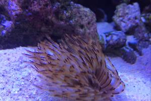 Feather Duster - Brown Thumbnail