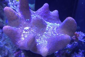 Toadstool Mushroom Leather Coral Thumbnail