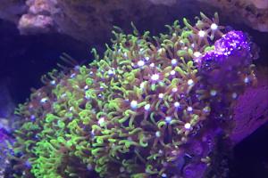 Starburst Polyp Thumbnail