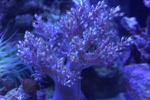 Kenya Tree Coral Thumbnail