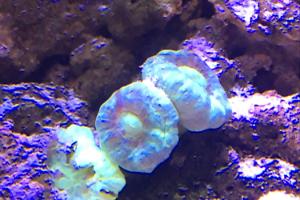 Candy Cane Coral Thumbnail