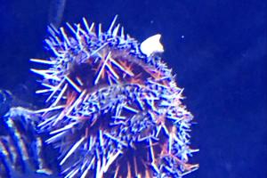 Collector Urchin Thumbnail