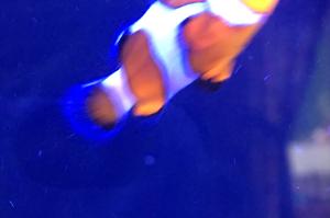 Tangerine Clown Fish Thumbnail