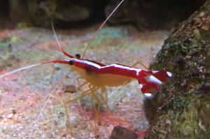 Red Line Cleaner Shrimp Thumbnail