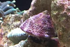 Astraea Conehead Snail Thumbnail