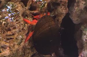 Dwarf Red Tip Hermit Crab Thumbnail