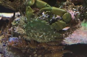 Emerald Crab Thumbnail