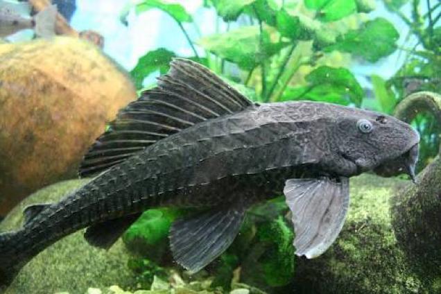 Common Pleco / Hypostomus punctatus 278