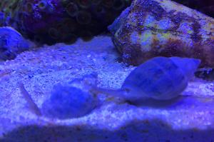 Nassarius Snail Thumbnail