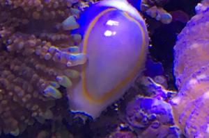 Cowrie Snail Thumbnail