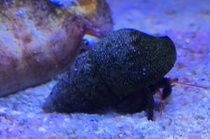 Blue Legged Hermit Crab Thumbnail