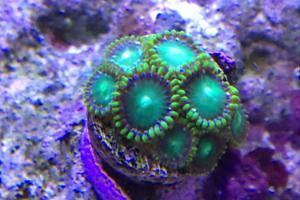 Radioactive Dragon Eye (Zoanthid) Thumbnail