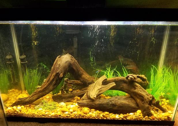 29 Gallon Tetra Tank on Aug 15, 2018