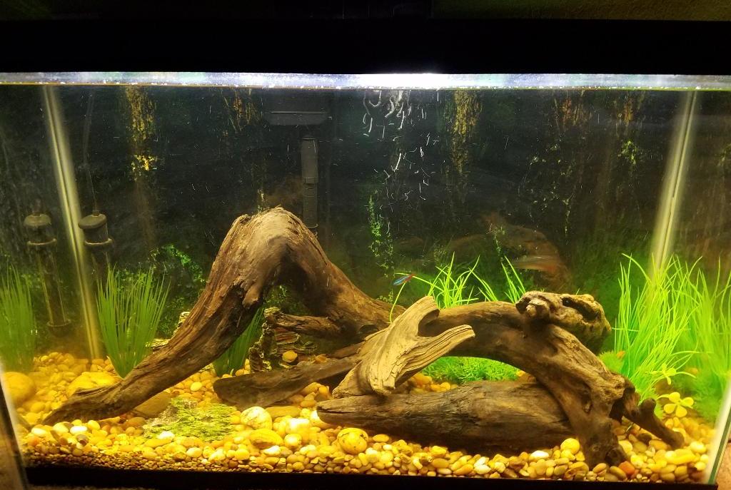 29 Gallon Tetra Tank on Aug 15, 2018