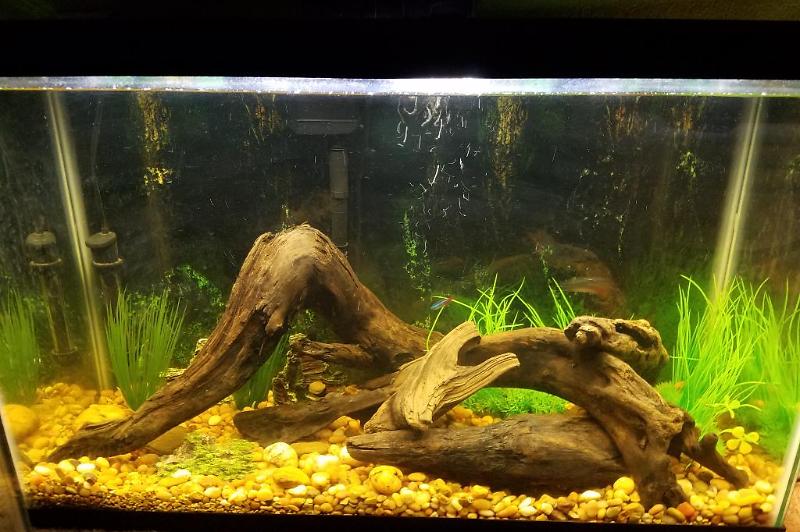 29 Gallon Tetra Tank Thumbnail