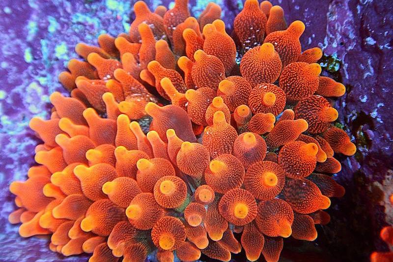 Bubble Tip Anemone / Entacmaea quadricolor 2195