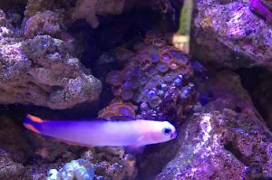 Purple Firefish Thumbnail