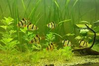 Tiger Barb Thumbnail