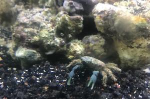 Emerald Crab Thumbnail