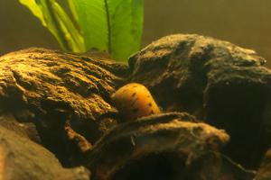 Nerite Snail Thumbnail