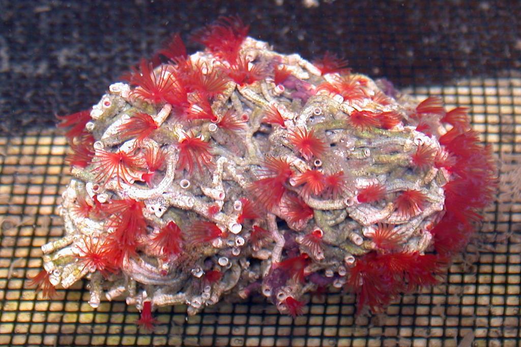 Tunicate / Polycarpa aurata 6