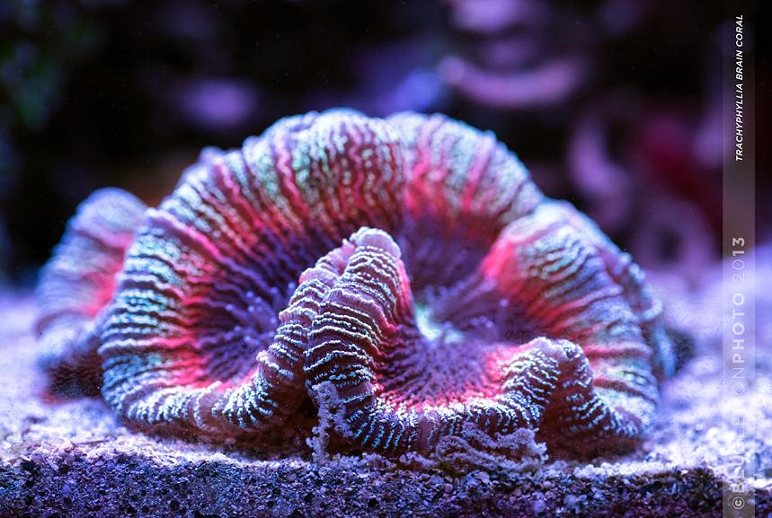 Trachyphyllia Brain Coral