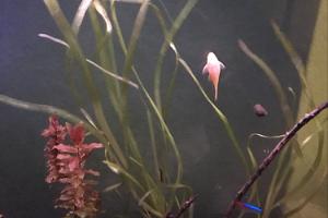 Vallisneria spiralis Thumbnail