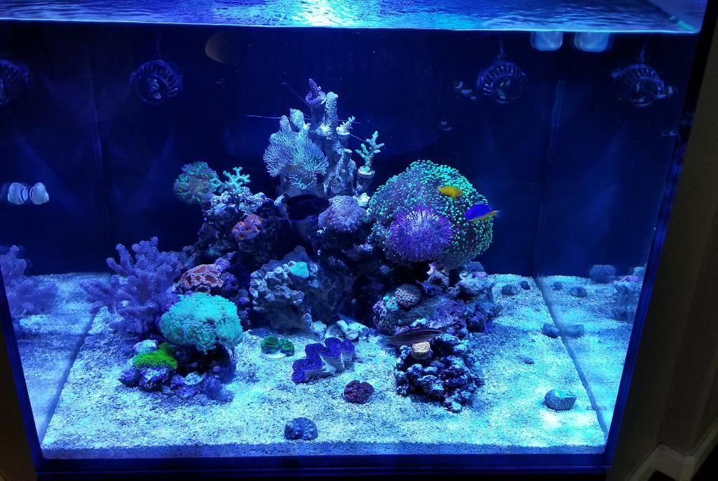 Tatems Tank on Aug 25, 2018