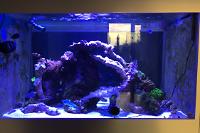 My Aquarium on Aug 25, 2018