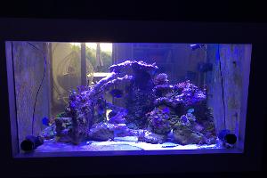 My Aquarium on Aug 25, 2018