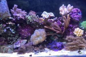 soft coral reef Thumbnail