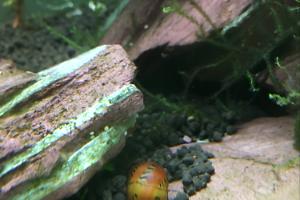 Leopard nerite snail Thumbnail