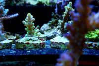 Acropora Coral Thumbnail