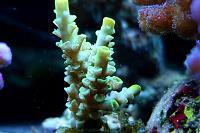 Acropora Coral Thumbnail